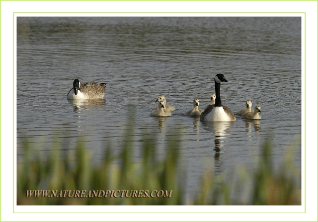 canada geese, canada goose-1.jpg - CANADA GEESE - NOLTON CROSS, WEST WALES - 4.6.07